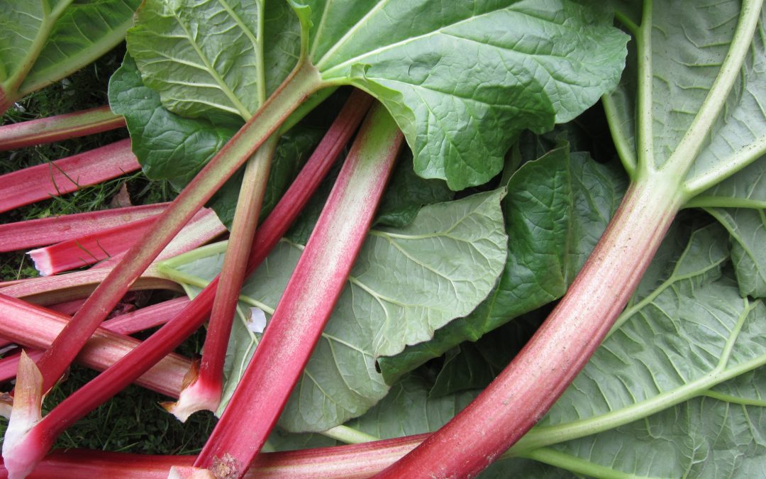 Rhubarb! – A Spring Thing