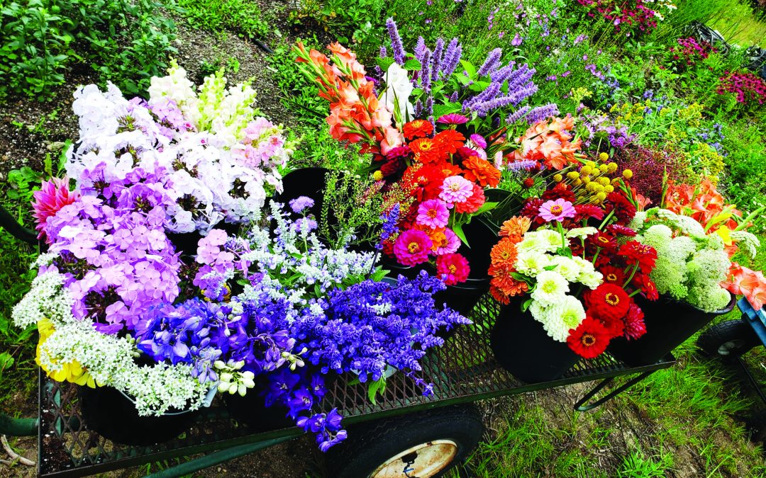Flowers And More For Fall Gardeners