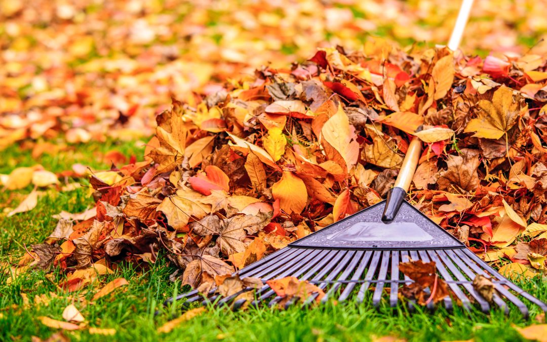 Fundamentals  Of Fall Yard Care