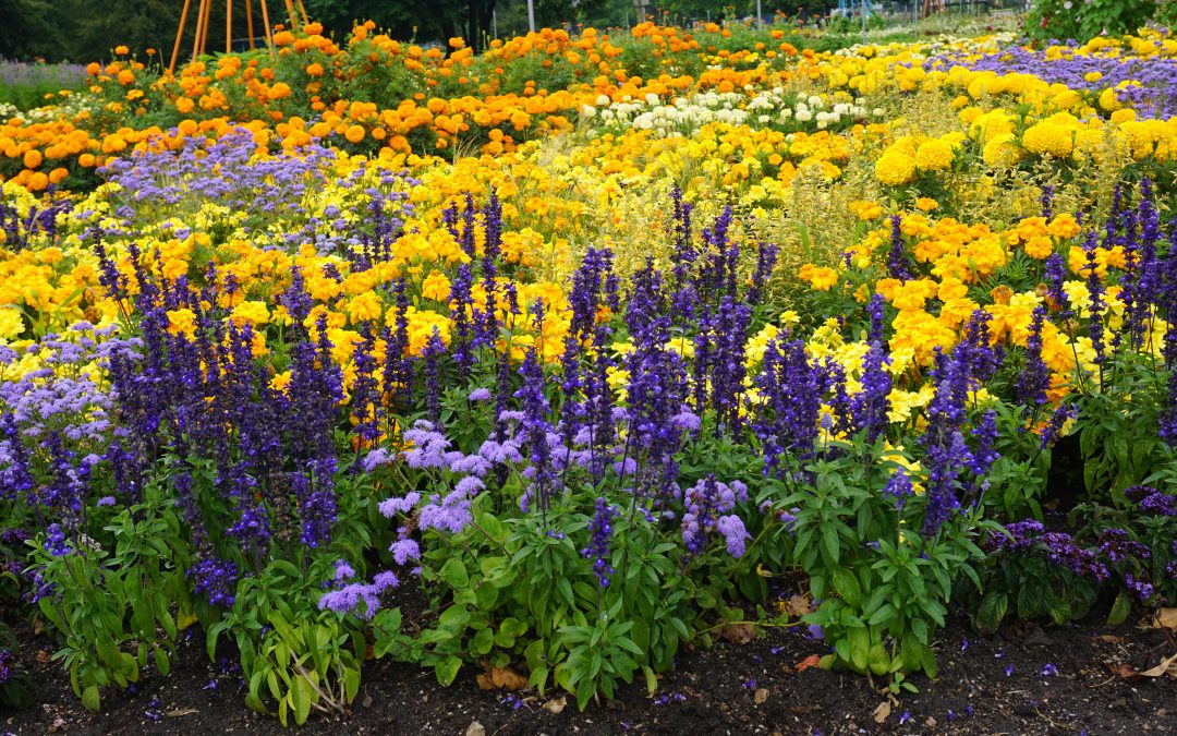 Pollinator Gardens