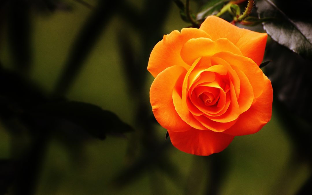 Roses – a long and complex  history, but not all roses  are difficult to cultivate