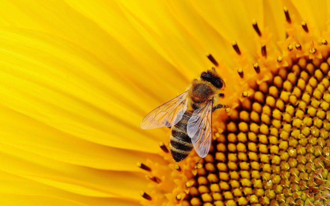 Beekeeping  – And Its Secret To The Good Life