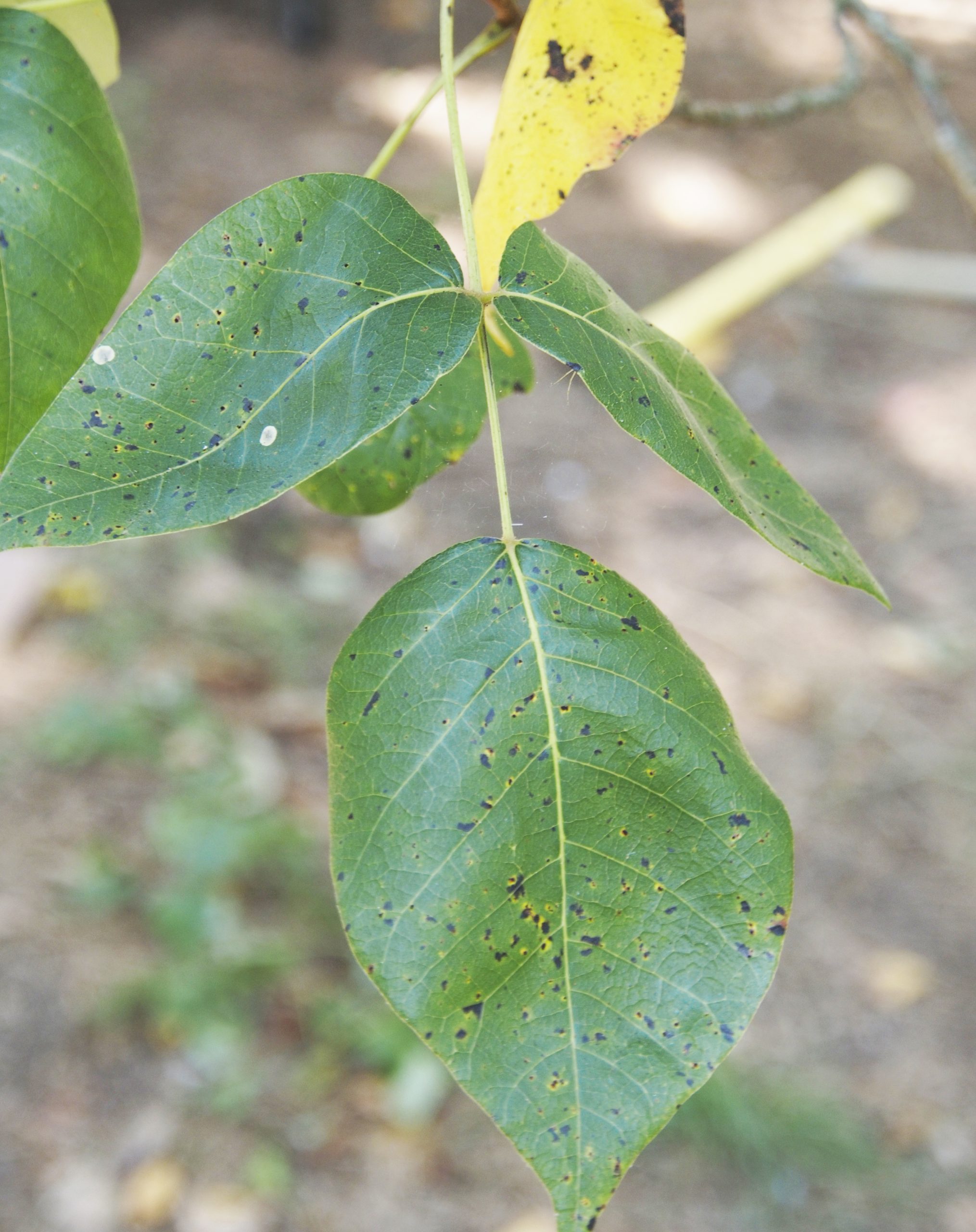 Identifying Eradicating - Poison Ivy - OnCape Magazine