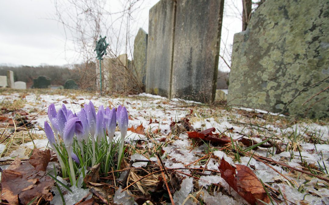 Protecting Plants from Extreme Weather