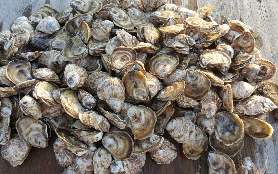 Delicious Locally Grown Oysters – A Benefit To The Ecosystem