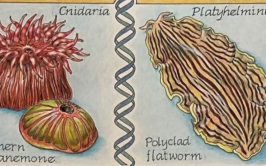 Art In Service Of Science:  Happy Birthday, Julie Child