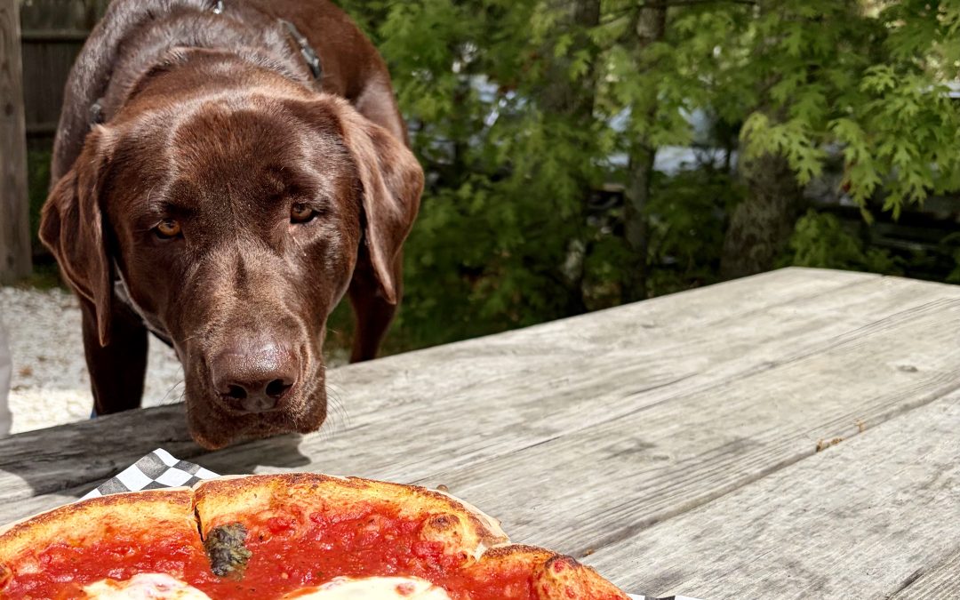 Dog-Friendly Summer Spots OnCape – Don’t Put The PAWS On Summer Fun
